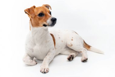 Jack Russell Terrier beyaz arka planda izole edildi.