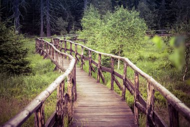 Ormandaki ağaç yolu
