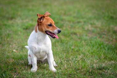 Genç Jack Russell Terrier çimlerin üzerinde.