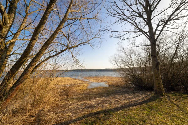 Bomen aan de oever van het meer. — Stockfoto