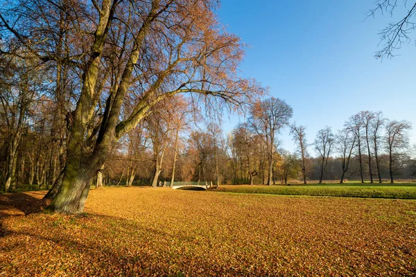 Árboles en el parque en un día soleado de otoño . — Foto de Stock