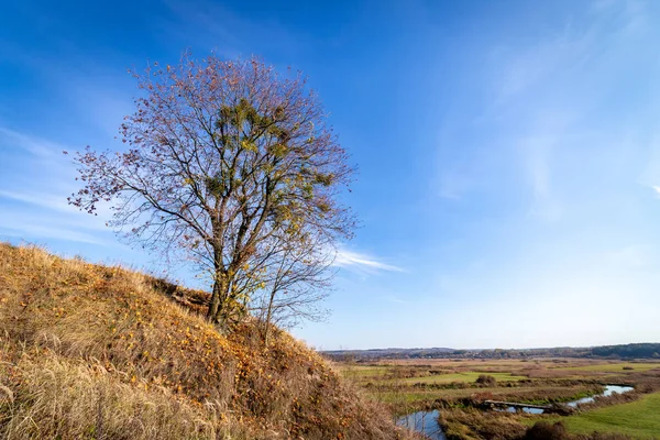 A tree growing in a slope in an autumn season — Stock Photo, Image