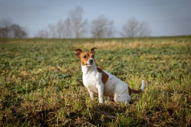 Güzel Jack Russell Terrier çimlerin üzerinde.