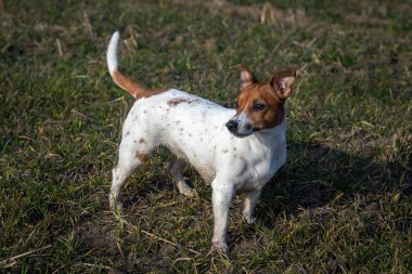 Güzel Jack Russell Terrier çimlerin üzerinde.