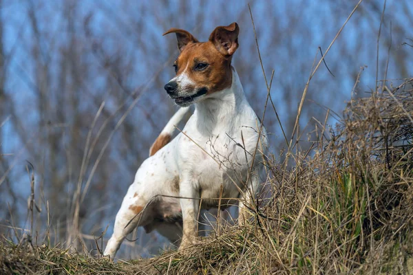 Hermoso Jack Russell Terrier en la hierba . — Foto de Stock