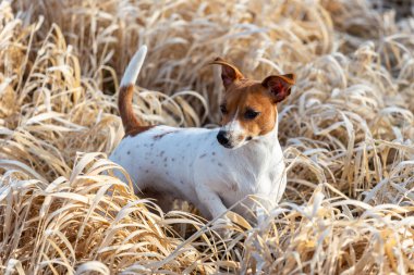 Mutlu köpek kuru otların üzerinde duruyor.