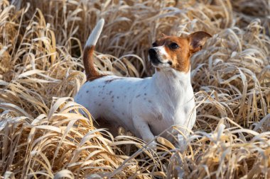 Mutlu köpek kuru otların üzerinde duruyor.
