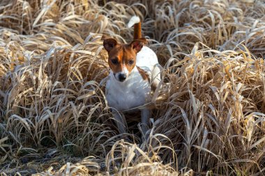 Mutlu köpek kuru otların üzerinde duruyor.