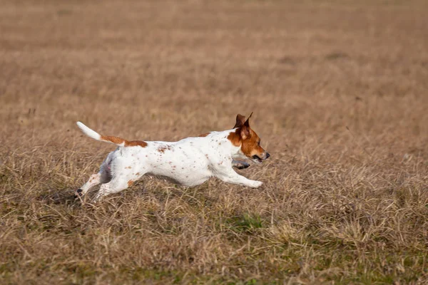 Glad hund springer över torrt gräs. Jack Russell Terrier. — Stockfoto