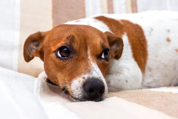 Lindo perro se relaja en una manta. Jack Russell Terrier — Foto de Stock