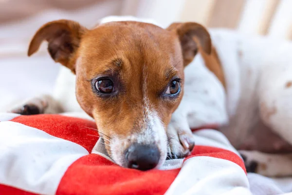 Lindo perro se relaja en una manta. Jack Russell Terrier — Foto de Stock
