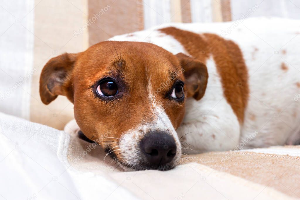 Cute dog relaxes on a blanket. Jack Russell Terrier