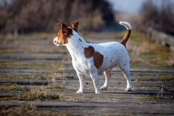 Gyönyörű Jack Russell Terrier a fűben. — Stock Fotó