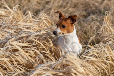 Mutlu köpek kuru otların üzerinde duruyor.