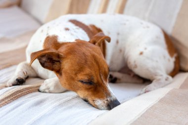 Şirin köpek battaniyede rahatlıyor. Jack Russell Teriyeri.