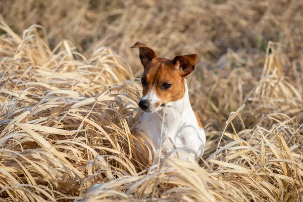 Mutlu köpek kuru otların üzerinde duruyor.