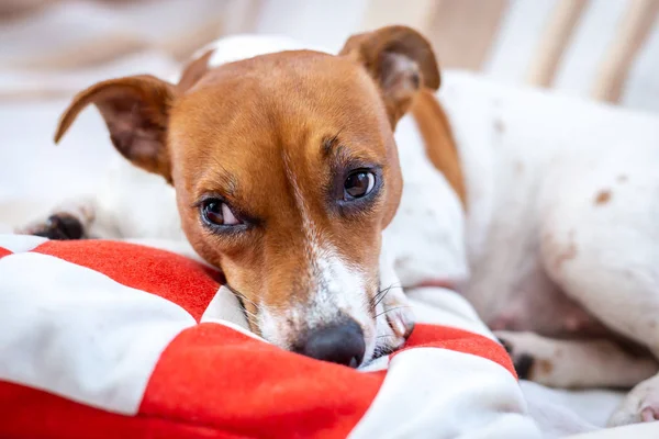 Lindo Perro Relaja Una Manta Jack Russell Terrier — Foto de Stock