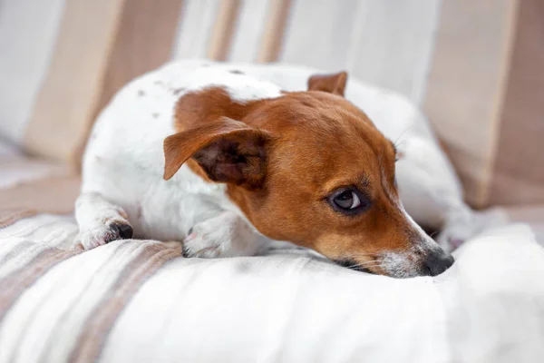 Lindo Perro Relaja Una Manta Jack Russell Terrier — Foto de Stock