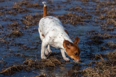 Genç ve güzel bir Jack Russell Terrier köpek portresi..