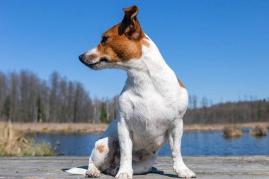 Genç ve güzel bir Jack Russell Terrier köpek portresi.