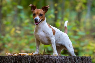 Genç ve güzel bir Jack Russell Terrier köpek portresi.