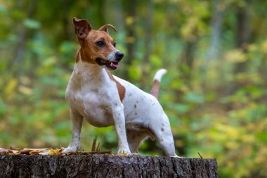 Genç ve güzel bir Jack Russell Terrier köpek portresi.