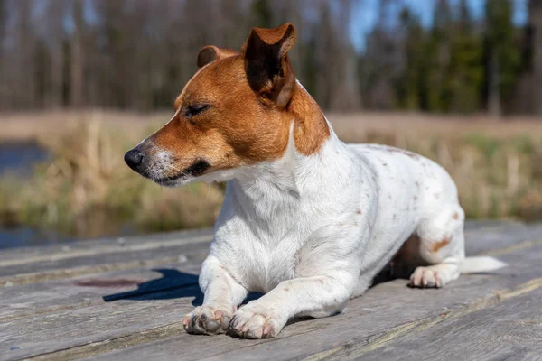Retrato Hermoso Perro Raza Jack Russell Terrier Joven — Foto de Stock