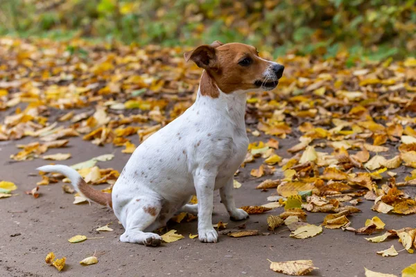 Portré Egy Gyönyörű Fiatal Jack Russell Terrier Fajta Kutya — Stock Fotó