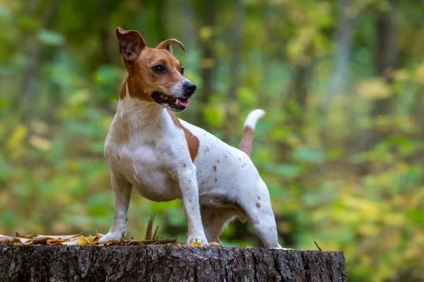 Retrato Hermoso Perro Raza Jack Russell Terrier Joven —  Fotos de Stock
