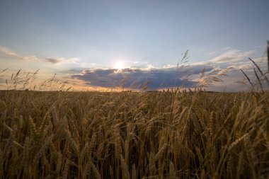 Batan güneşle birlikte bir tahıl tarlası üzerinde manzara.