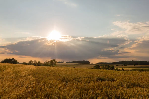 Пейзаж Заходом Сонця Над Полем Зерна — стокове фото