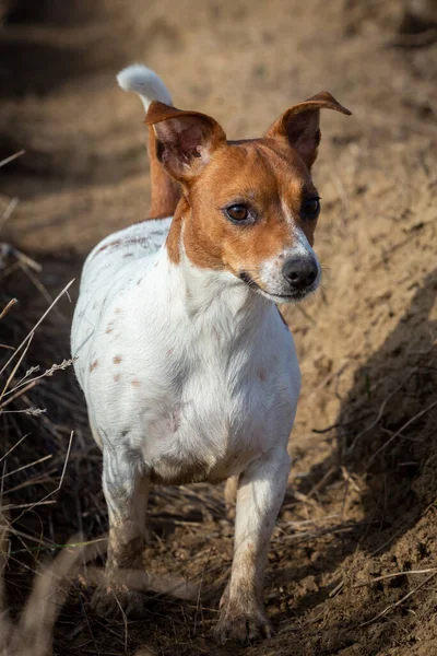 Porträtt Jack Russell Terrier Sanden — Stockfoto