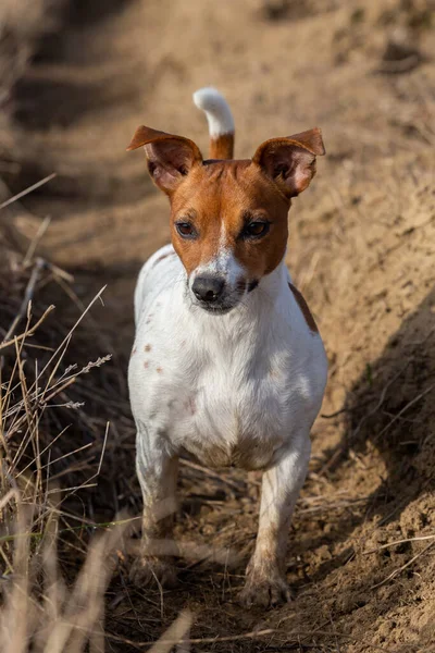 Porträtt Jack Russell Terrier Sanden — Stockfoto