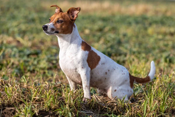 Hermoso Jack Russell Terrier Hierba —  Fotos de Stock