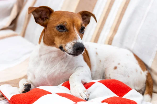 Lindo Perro Relaja Una Manta Jack Russell Terrier — Foto de Stock