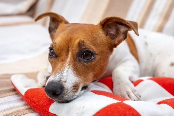 Lindo Perro Relaja Una Manta Jack Russell Terrier — Foto de Stock