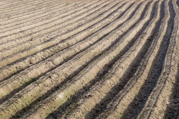 Campo Arato Preparato Coltivazione Piante — Foto Stock