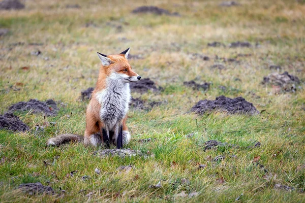 Ein Schöner Fuchs Sitzt Auf Dem Feld — Stockfoto