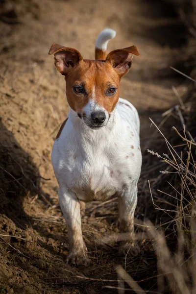 Porträtt Jack Russell Terrier Sanden — Stockfoto