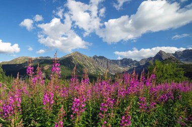 Tatras dağlarının manzarası ve Gasienicowa vadisinde renkli çiçekler..
