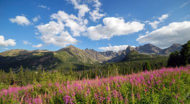 Tatras dağlarının manzarası ve Gasienicowa vadisinde renkli çiçekler..