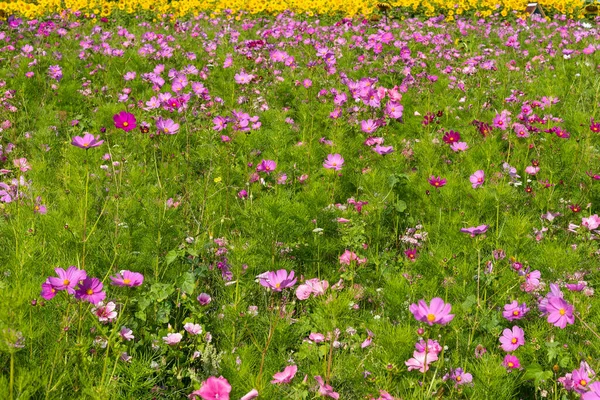 Wiese Mit Schönen Blumen Als Hintergrund — Stockfoto