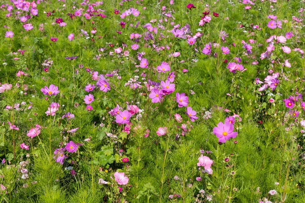 Meadow Beautiful Flowers Use Background — Stock Photo, Image