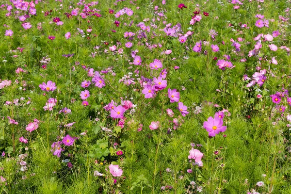 Wiese Mit Schönen Blumen Als Hintergrund — Stockfoto