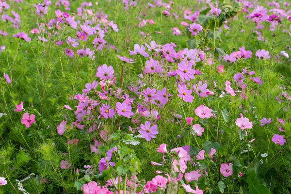 Meadow Beautiful Flowers Use Background — Stock Photo, Image