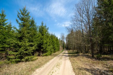 Ormanın içinden geçen kumlu yol