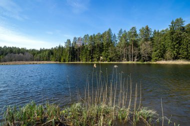 Göl güzel bir ormanla çevrilidir.