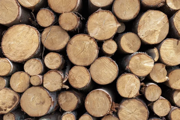 Cortar Troncos Árbol Apilados — Foto de Stock