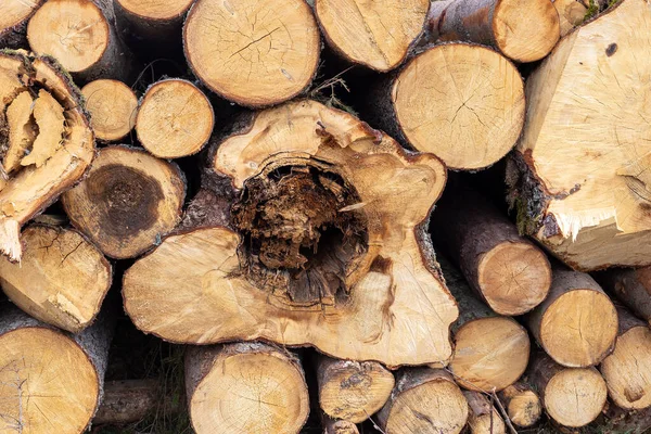 Cortar Troncos Árbol Apilados —  Fotos de Stock