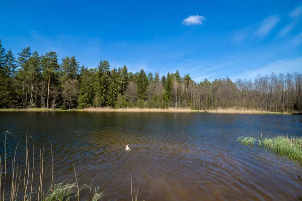 Sjön Omgiven Vacker Skog — Stockfoto